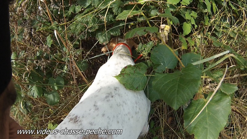 chasse petit gibier